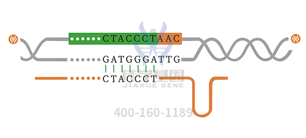 【佳学基因案例】成骨不全症基因检测、基因解码